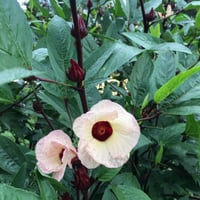 بذور الكركديه غجر احمر