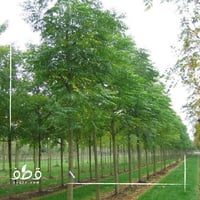 بذور الزنزلخت