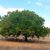 بذور شجرة الكاجو