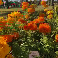 بذور زهرة القطيفة المخملية الحمراء