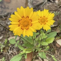 جملة 1000 بذرة من زهرة كريوبسس الذهبية