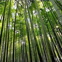 بذور البامبو العملاق