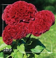 بذور زهرة سيلوزيا كريستاتا عرف الديك