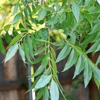 بذور شجرة جوز البيكان