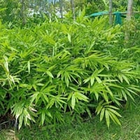 بذور البامبو العملاق