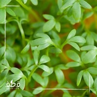 بذور حب الرشاد