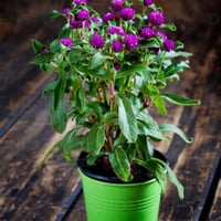 بذور زهرة جمفرينا