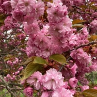 بذور شجرة ساكورا الكرز الياباني المزهر