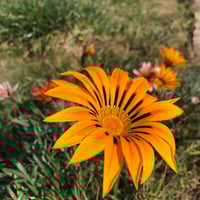 بذور زهرة جازانيا متعددة الألوان