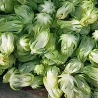 جملة بذور نبات الكركديه غجر ابيض