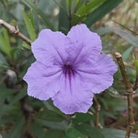 بذور زهرة بيتونيا الصحراء رويليا