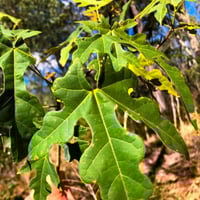 بذور استركوليا لوريدا