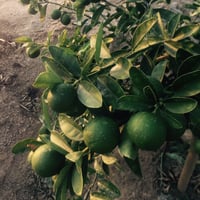 جملة 300 بذرة من ليمون بنزهير