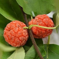 بذور فاكهة تشي