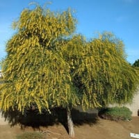 ‫جملة 500 بذرة من كاسيا ساليجنا