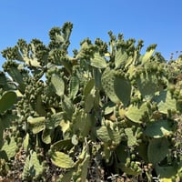 بذور التين الشوكي البرشومي