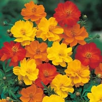 بذور كوزموس الحدائق