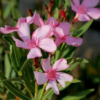 بذور شجرة الدفلة الزهرية البيضاء