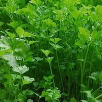 بذور بقدونس حساوي