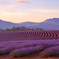 بذور نبات اللافندر العطري