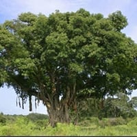 بذور شجرة الجميز المثمرة