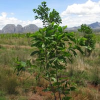 بذور شجرة‬ اكاسيا مانقيوم