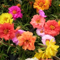 بذور بورتولاكا رجلة الزهور ملون