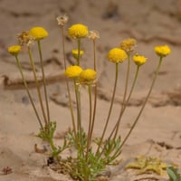 بذور القريص البري ( قرقاص )