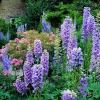 بذور زهرة الدلفينيوم العائق