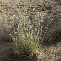 بذور عشبة الضعه