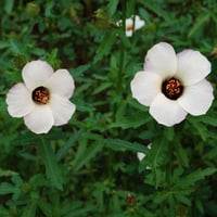 بذور زهرة هيبيسكس البيضاء