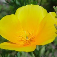 بذور ديدحان كاليفورنيا الذهبي الاصفر