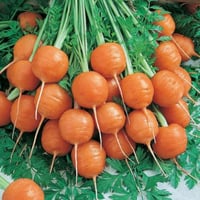 بذور الجزر الدائري الصغير