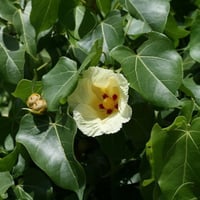 بذور شجرة الخبيز الساحلي - تسبيسيا بوبولينا