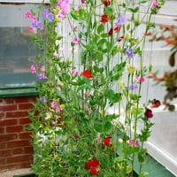 بذور زهرة بسلة الزهور العطرية