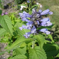 بذور النعناع البري