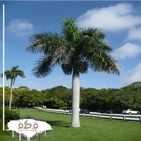 جملة بذور نخيل ملوكي