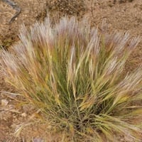 جملة 1000 بذرة من عشبة النصي الرعوية