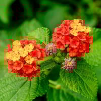 بذور لانتانا كمارا زهرة مينا