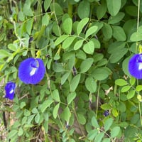 بذور شجرة الشاي الأزرق المتسلقة