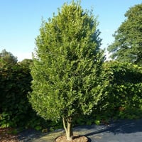 بذور شجرة الغار الرند