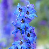 بذور زهرة الدلفينيوم العائق