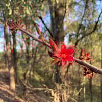 بذور استركوليا لوريدا