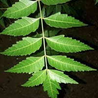 بذور شجرة النيم