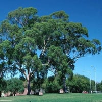 بذور كافور ليموني الأوكالبتوس الكينا