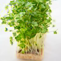 بذور رشاد حساوي