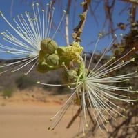 بذور شجرة السرح