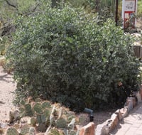 بذور شجيرة جوجوبا