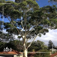 بذور شجرة الأوكالبتوس الكينا البلدي أو الكافور