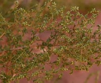 بذور شجيرة العاذر شيح الحصى البري